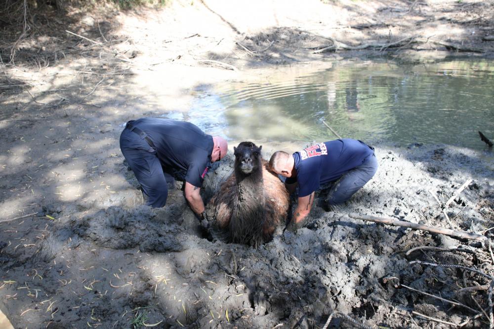 Animal rescue in mud