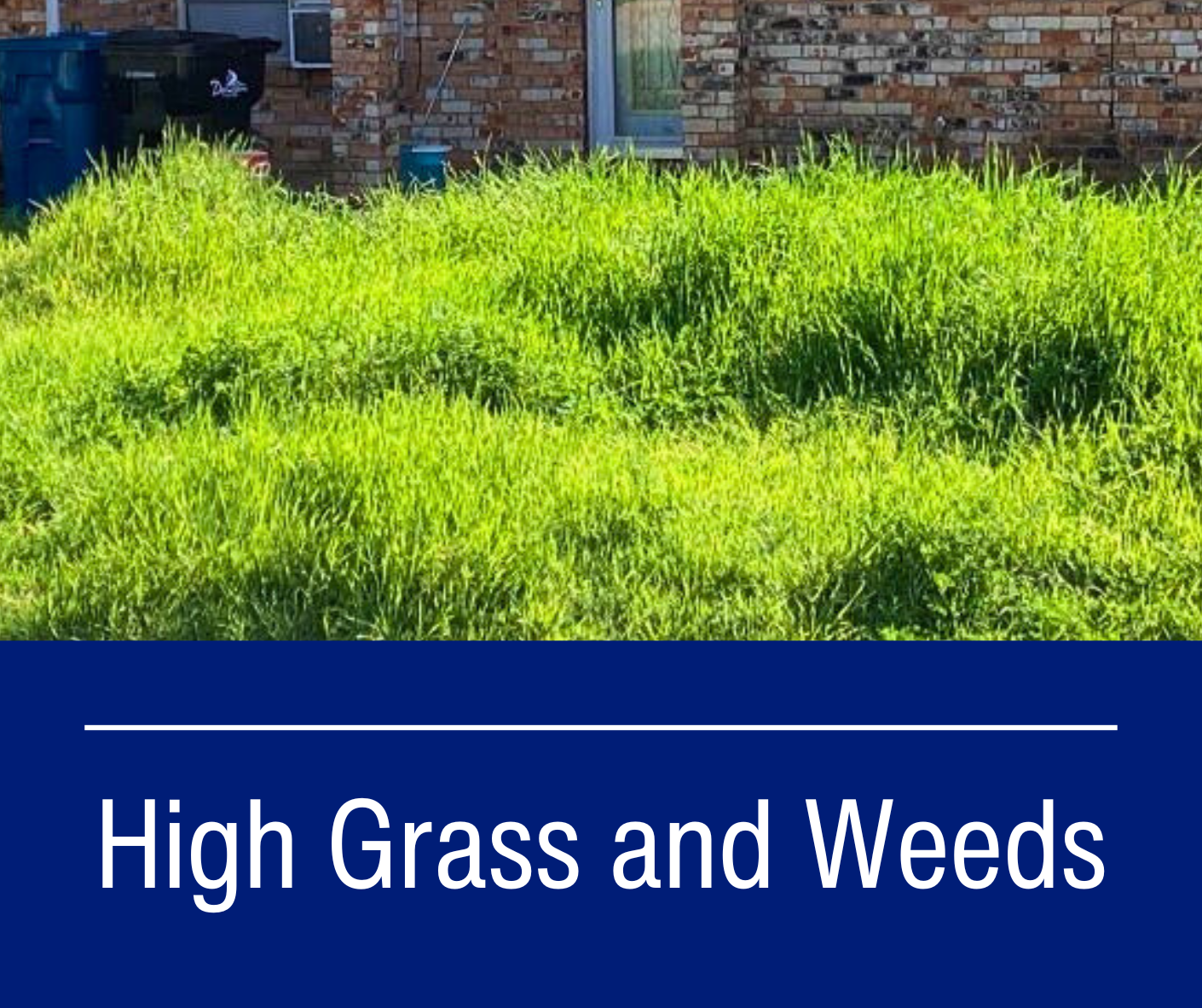 High Grass and Weeds